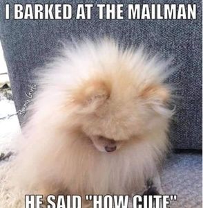 Meet your Posher, Phyllis